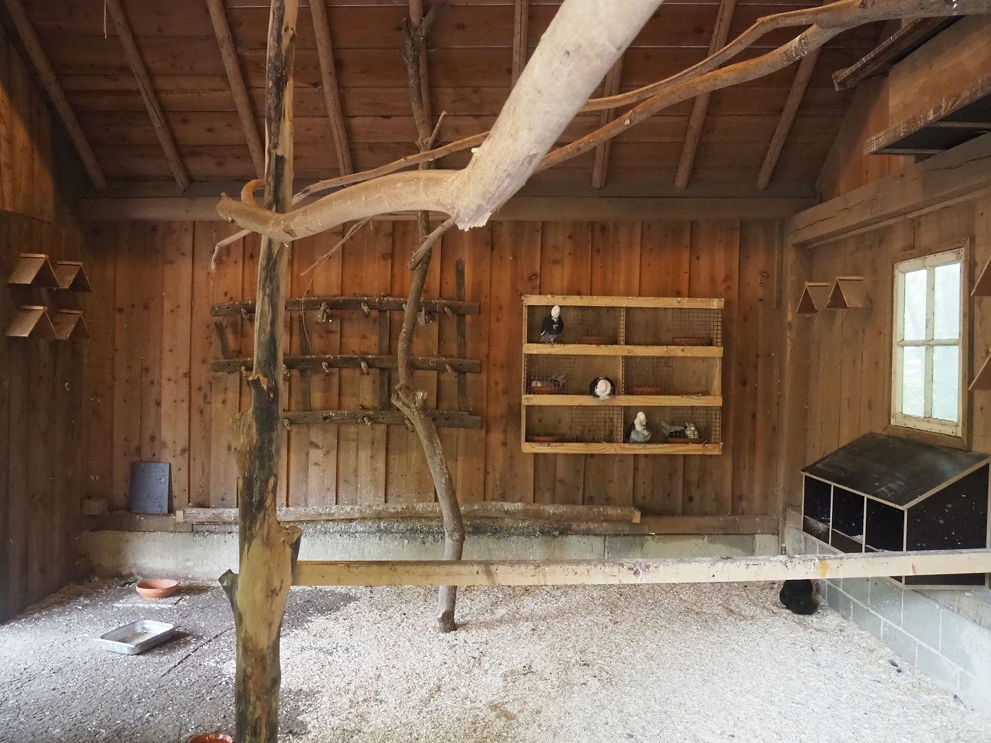 Interior of the Mergelland chicken and Old Dutch gull pigeon barn, 2023-07-18
