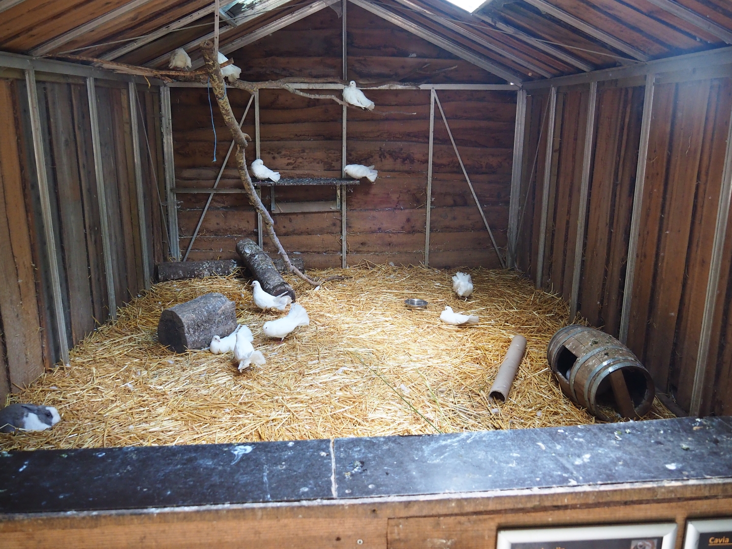 Interior of the rabbit, guinea pig and pigeon barn