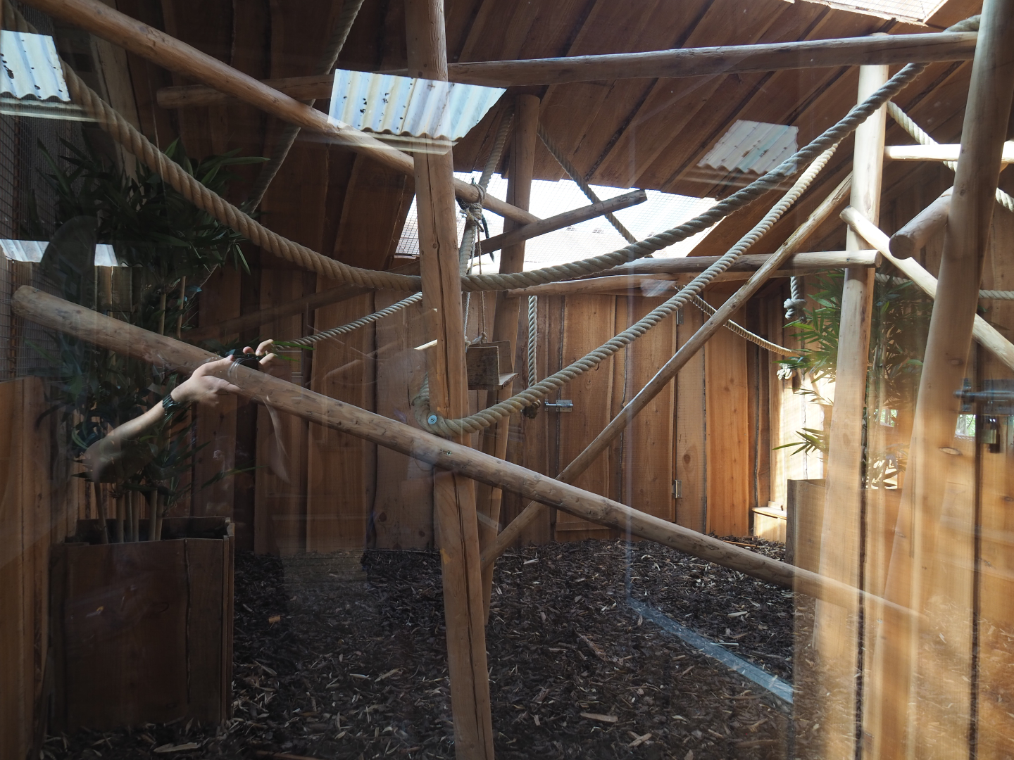 Interior of the second black tufted-ear marmoset exhibit, 2020-09-12