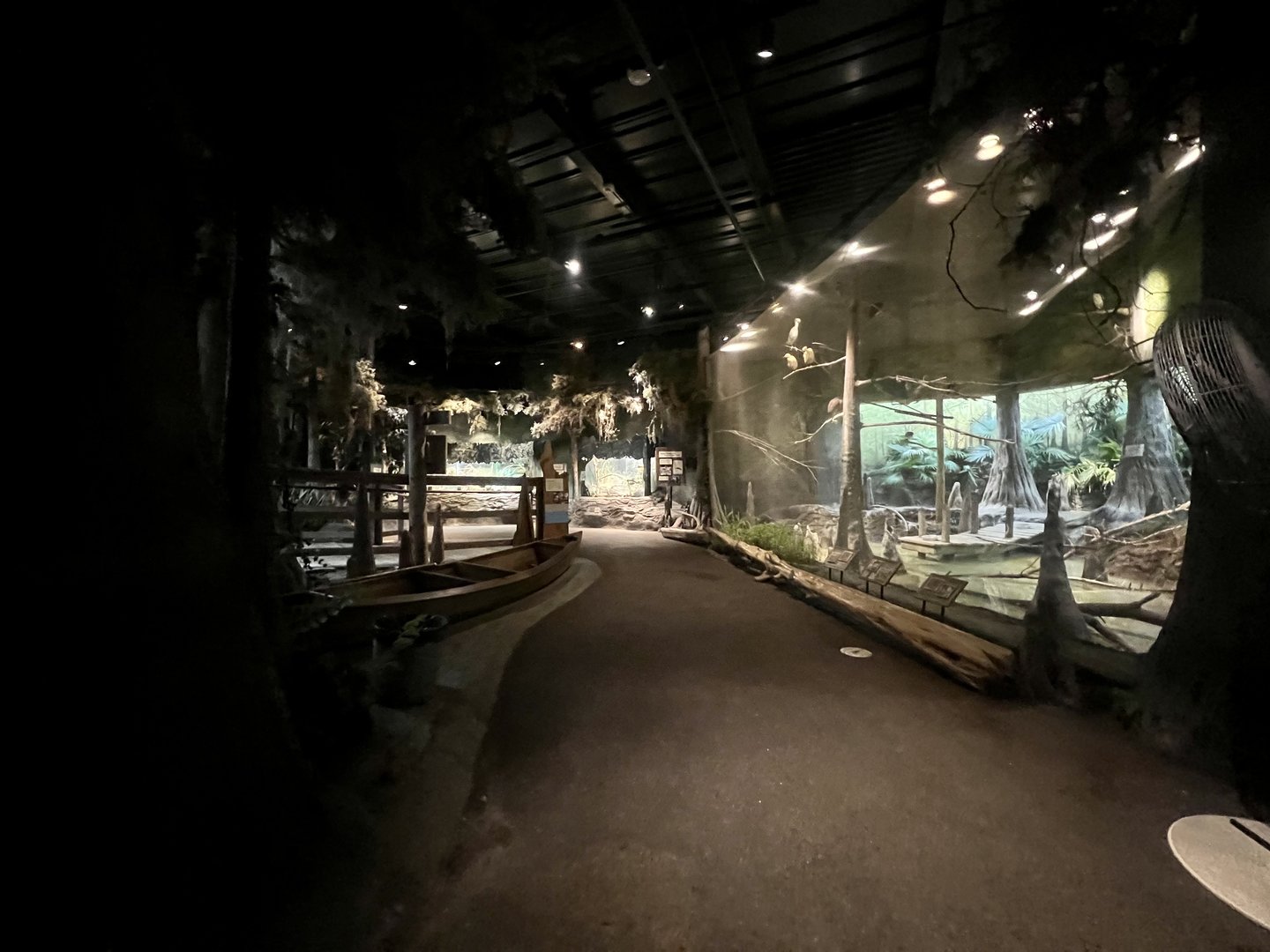 Interior of the swamp