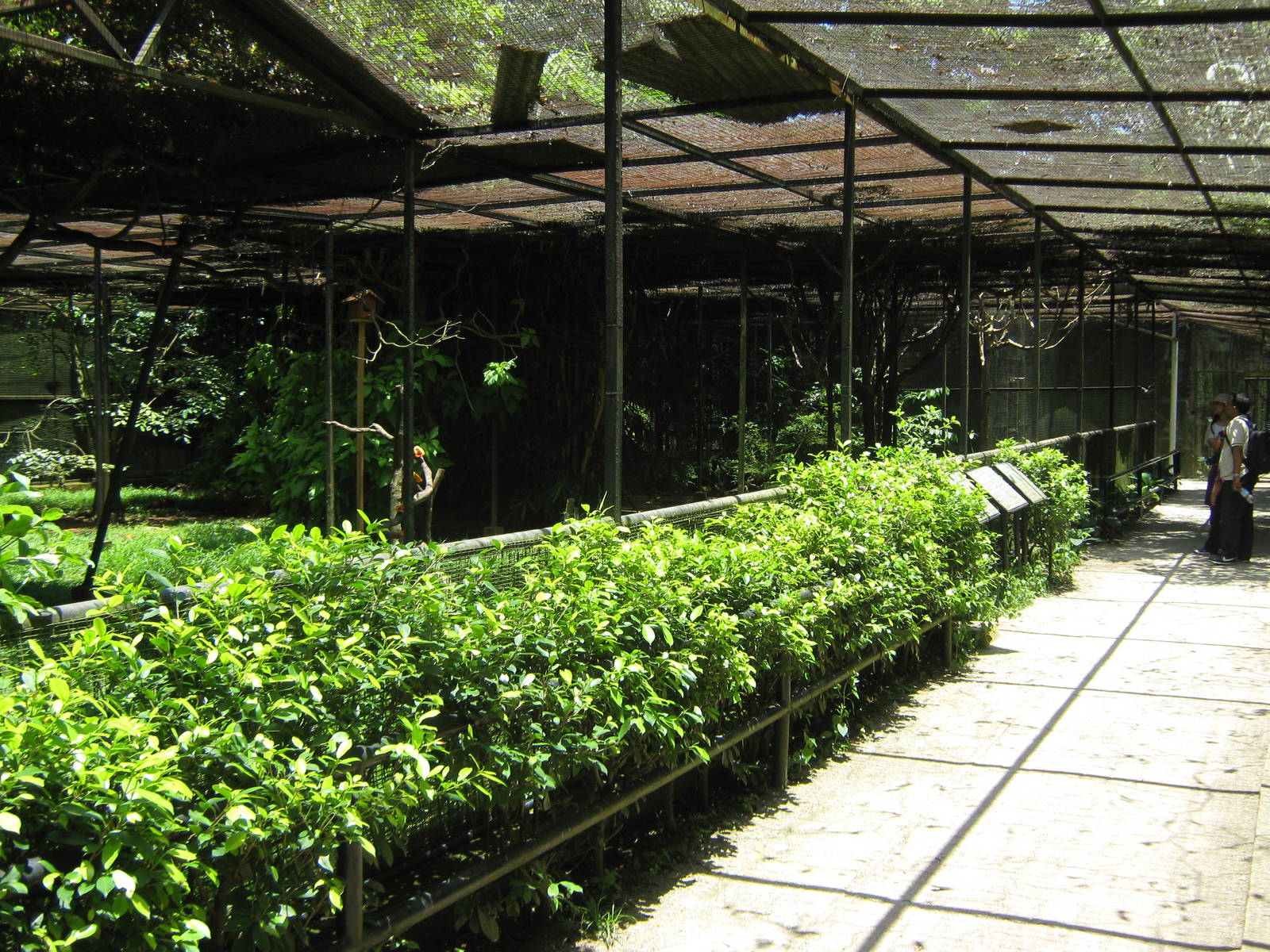 interior of the walk-through passerine aviary