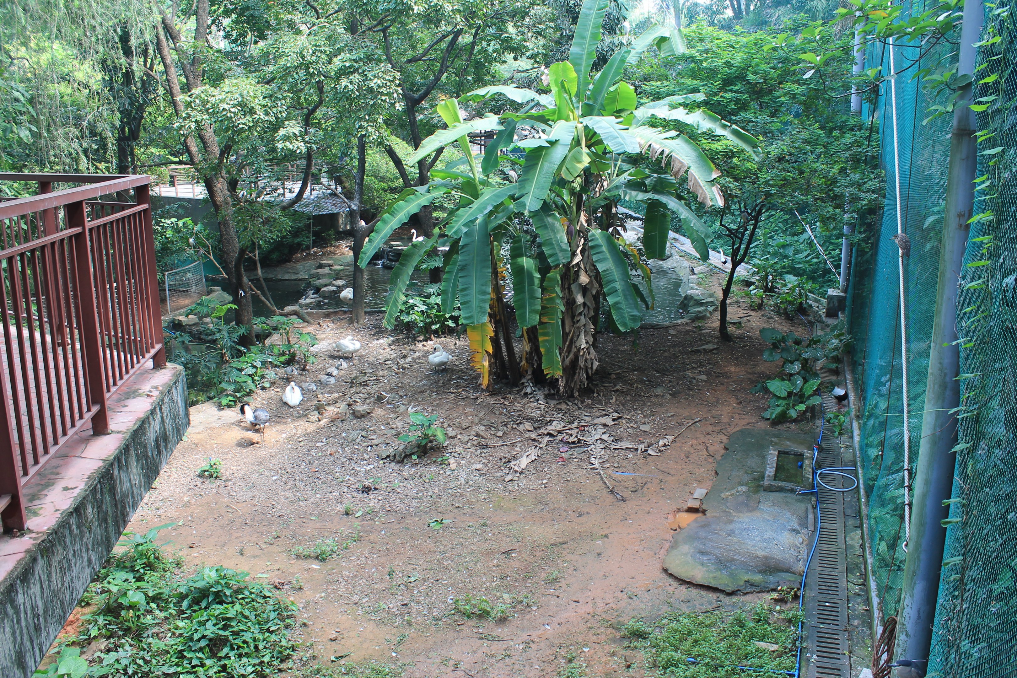 Interior of walk-through aviary