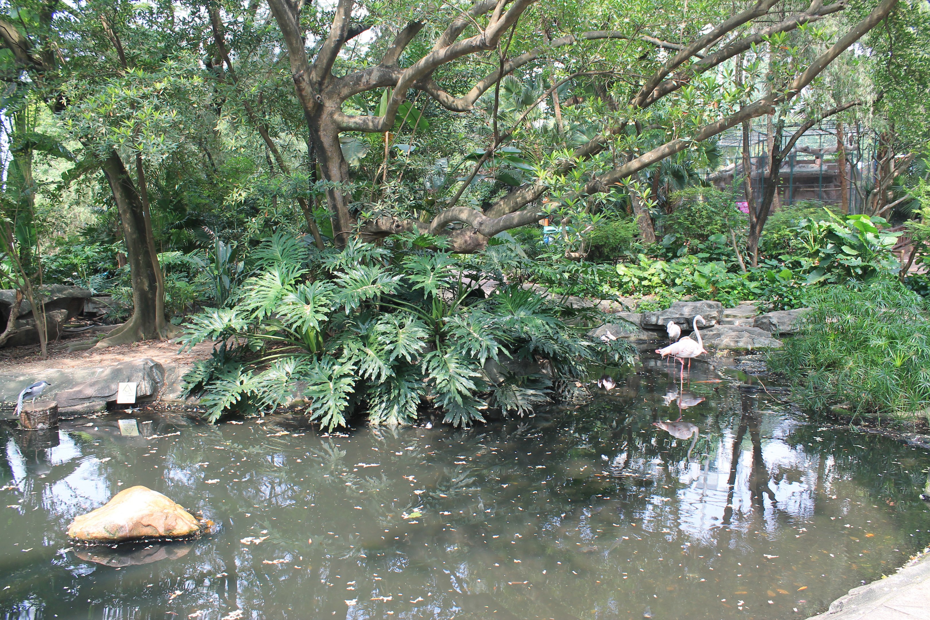 Interior of walk-through aviary