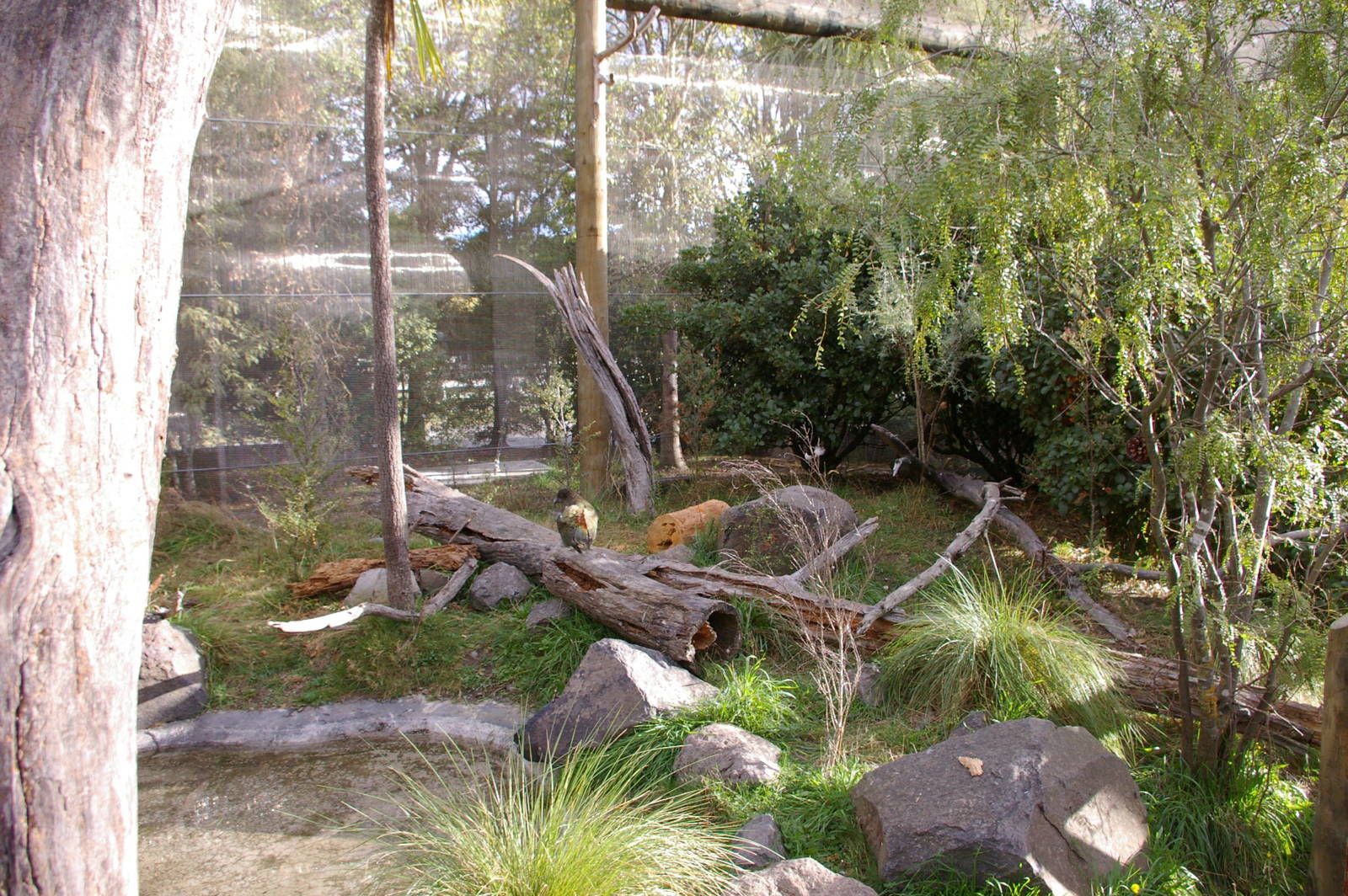 interior of walk-through kea aviary