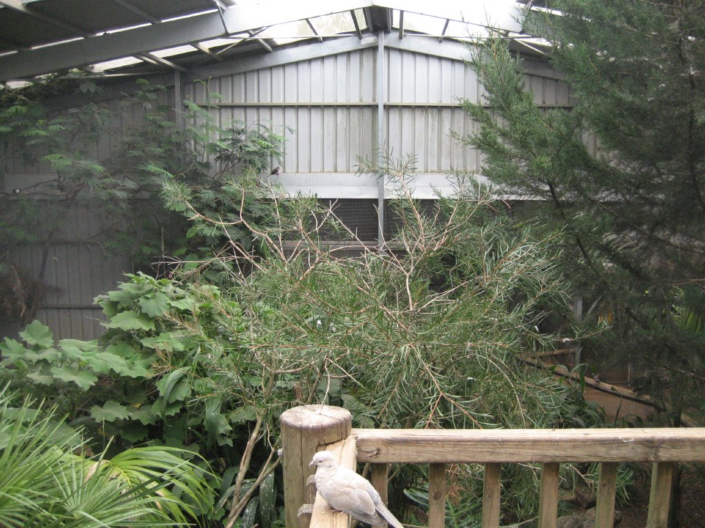 Interior of Walkthrough Aviary