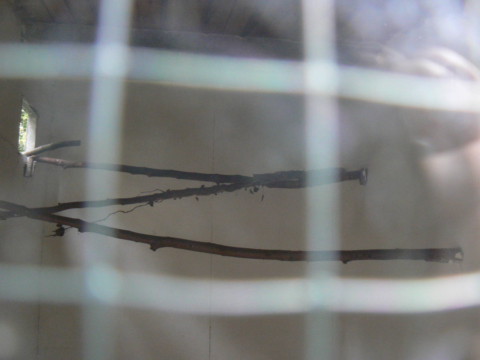 Interior Of White-fronted Amazon House