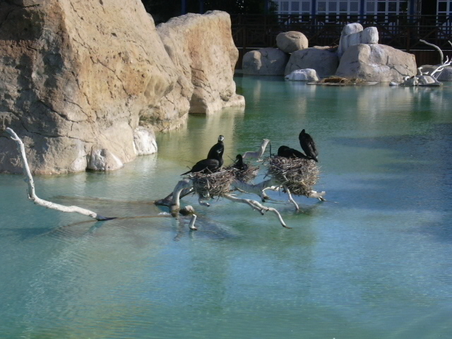 Interior picture with birds