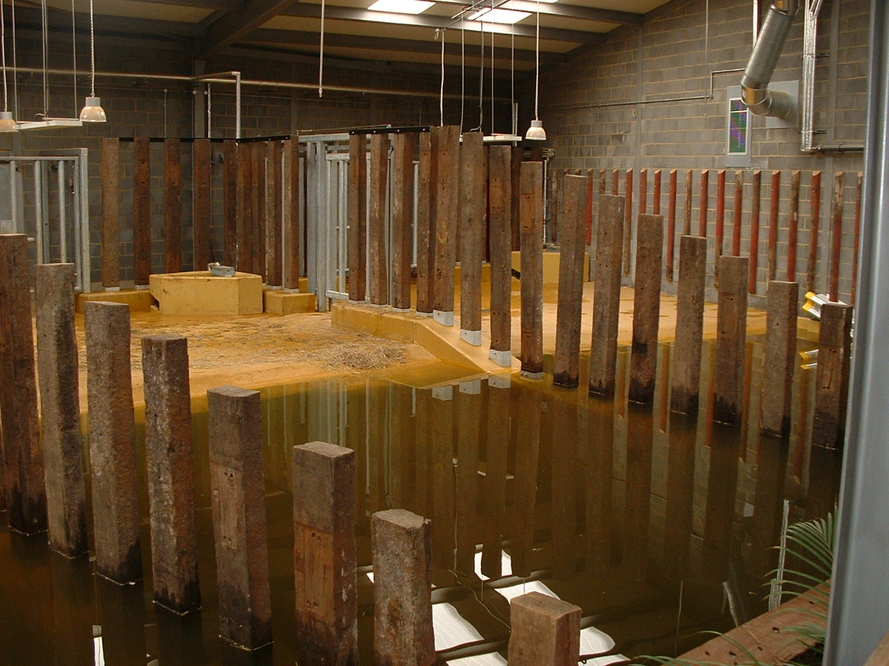 Interior Rhinos of Nepal 2008