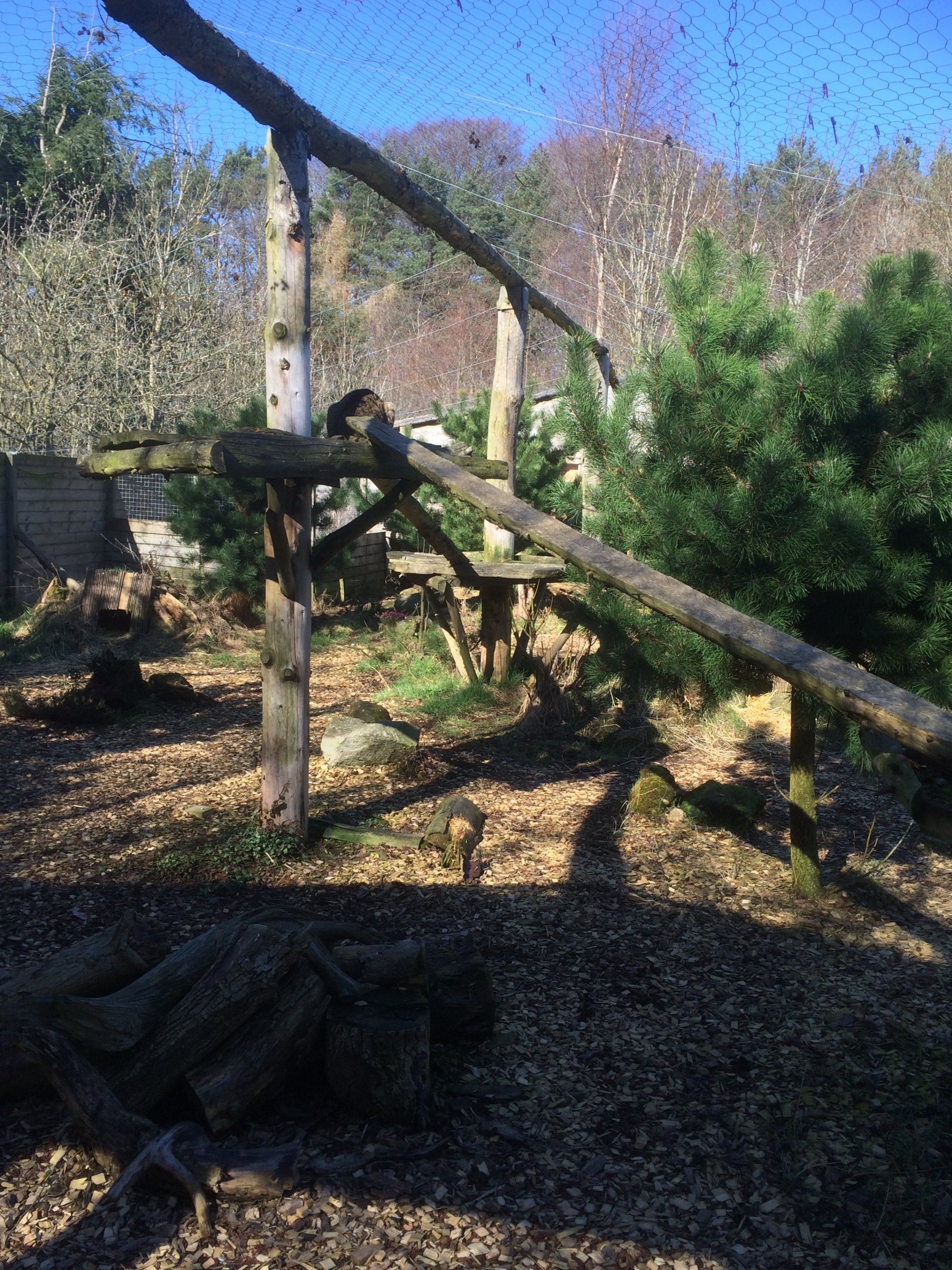 Interior Scottish wildcat enclosure