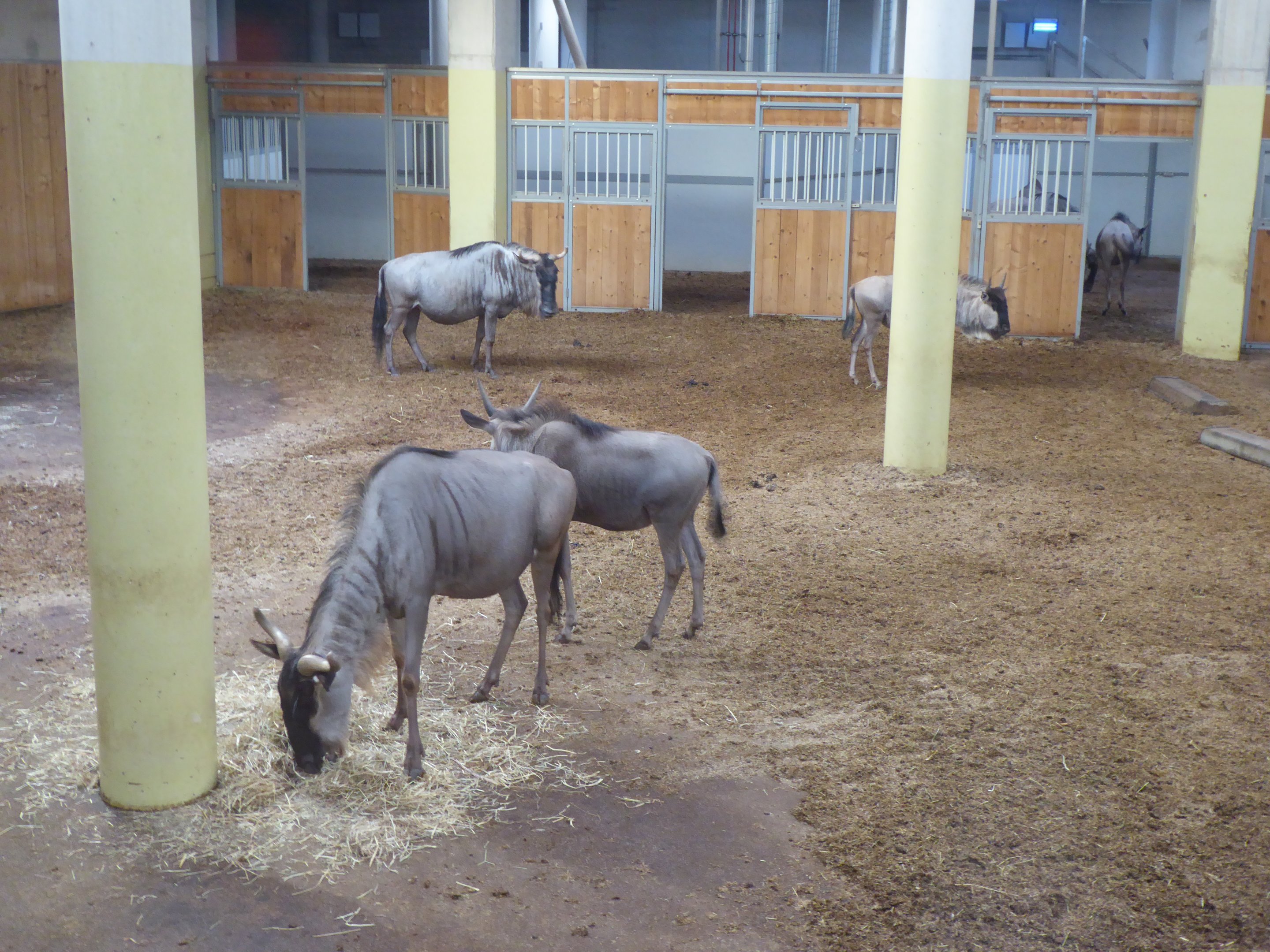 Interior stables for White-bearded Wildebeest