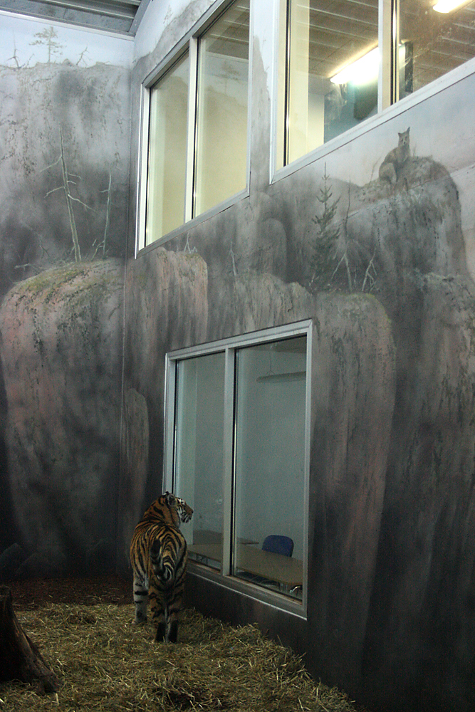 Interior Tiger House - Orsa Bearpark