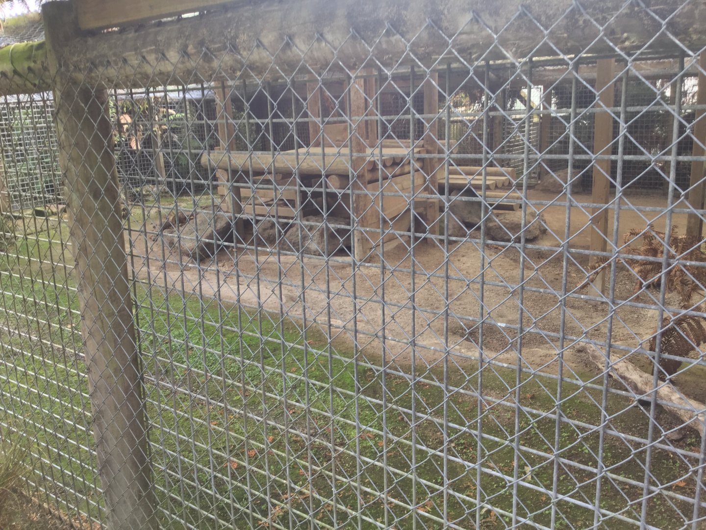 Interior View of Lion Cub Exhibit