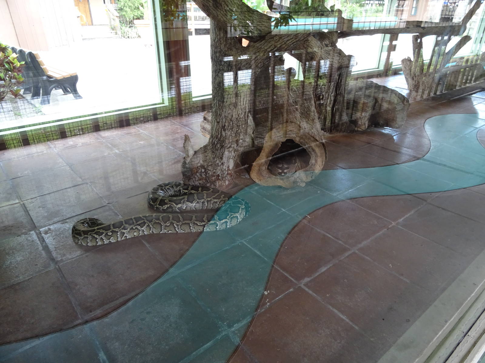 Interior View of the Python House at Gatorland