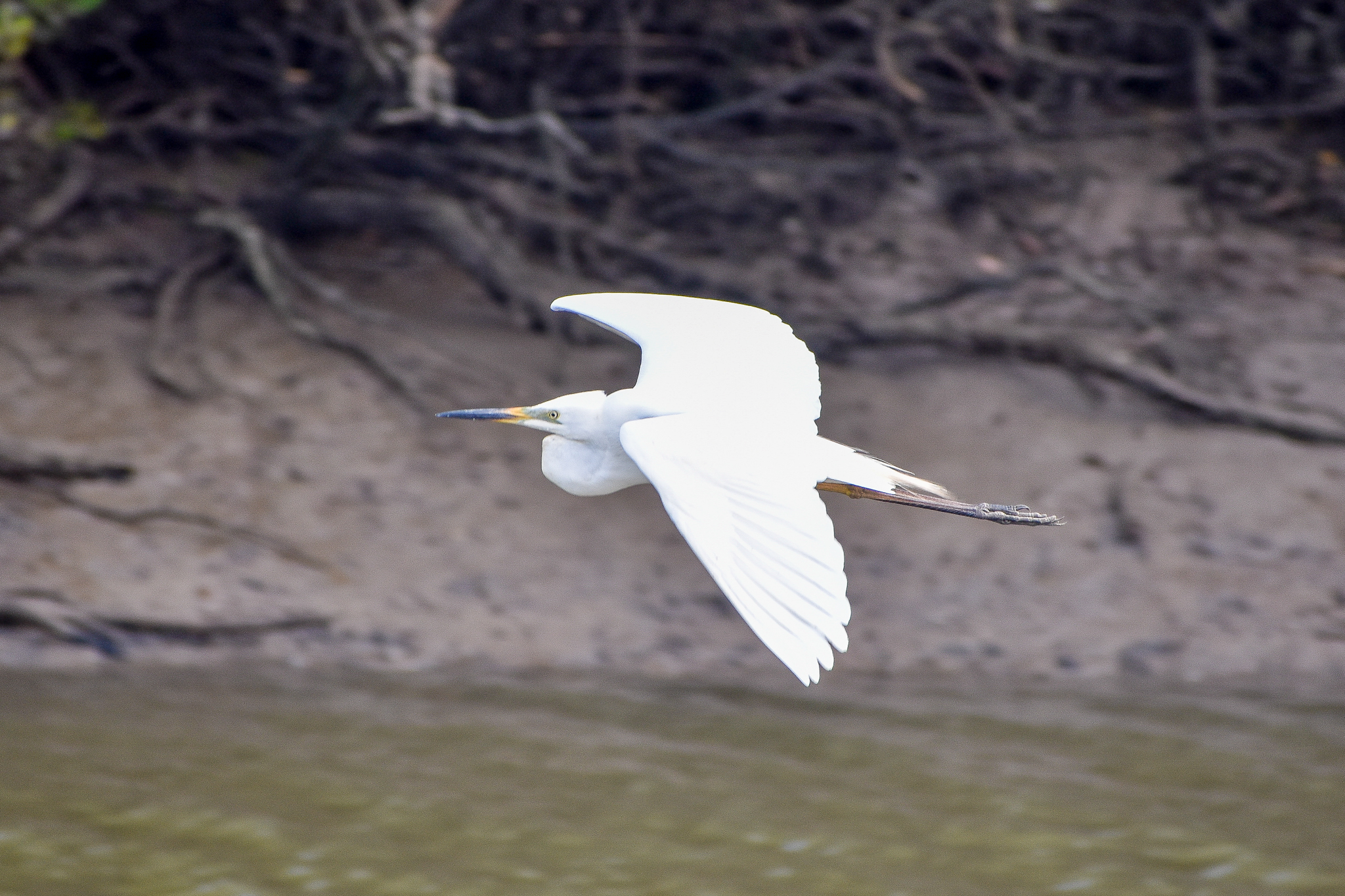 Intermediate Egret (Ardea intermedia)