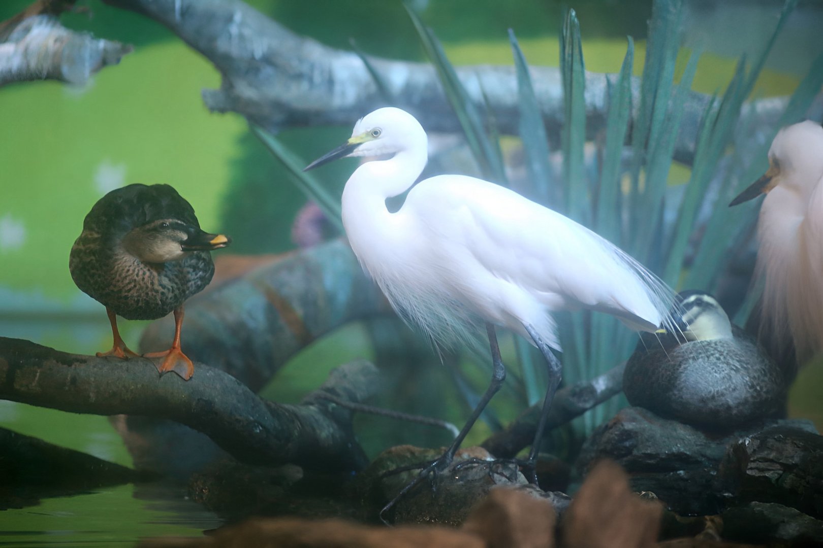 Intermediate Egret (Ardea intermedia)