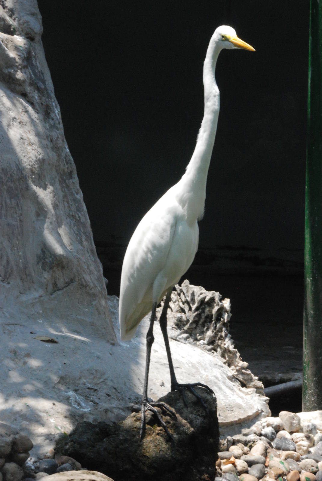 Intermediate Egret at Saigon Zoo, 16/03/12