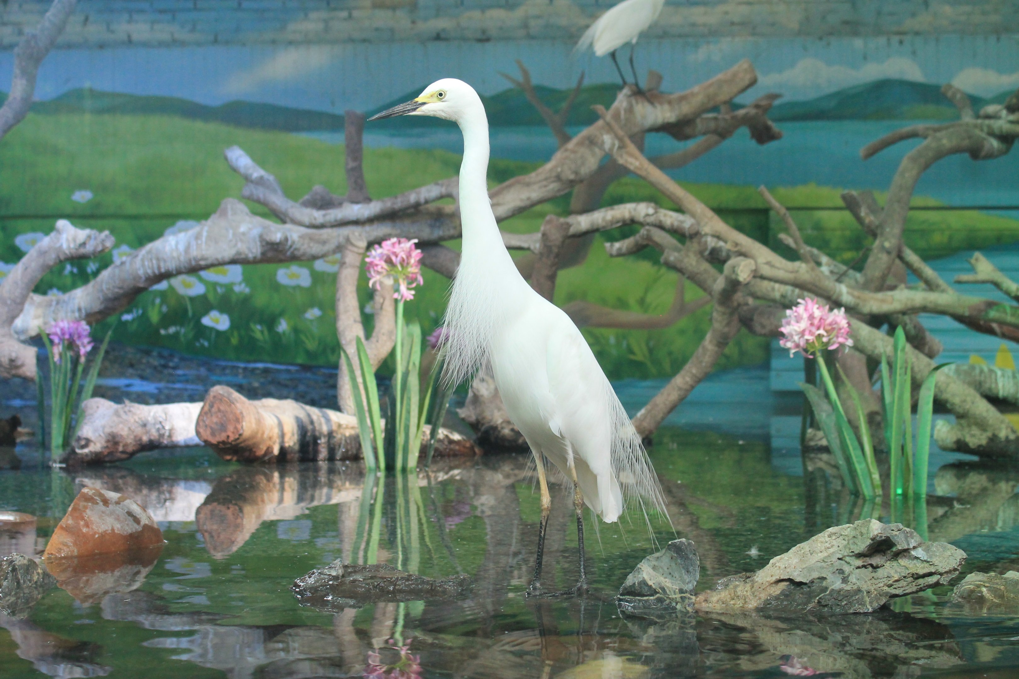 Intermediate Egret (Egretta intermedia)