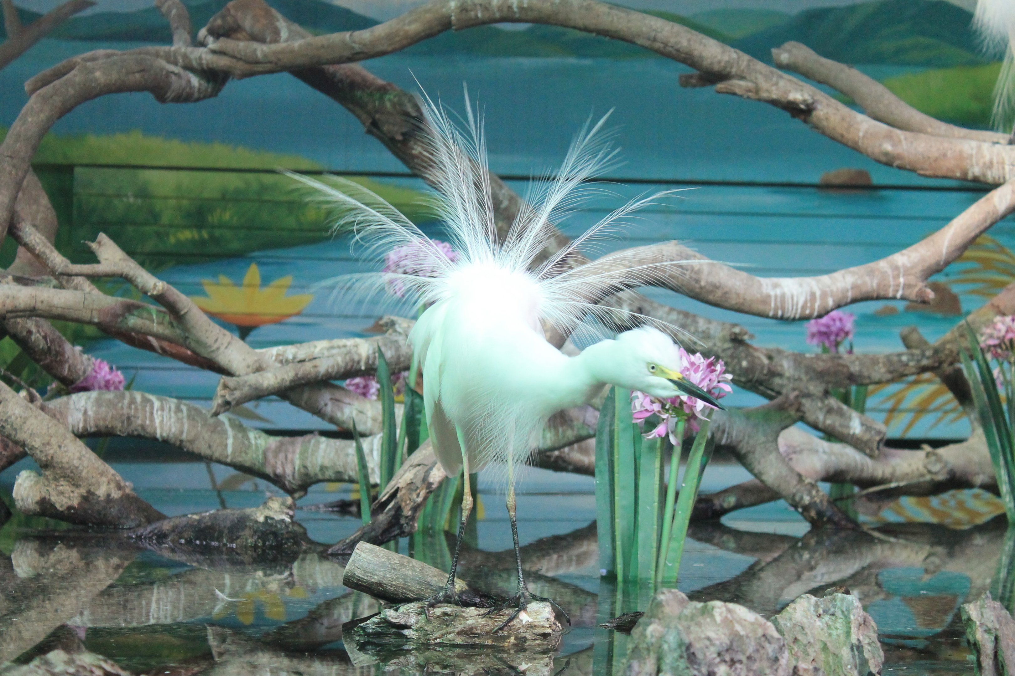 Intermediate Egret (Egretta intermedia)