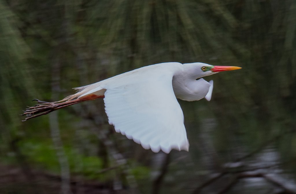 Intermediate Egret in breeding colours - wild bird