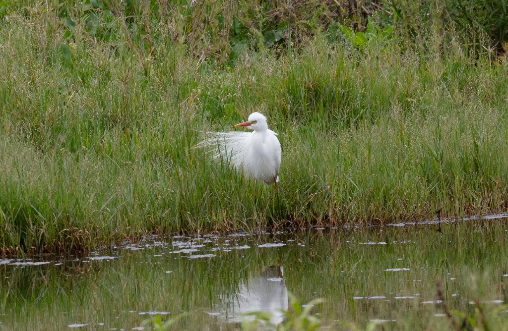 Intermediate Egret in breeding plumage - wild bird