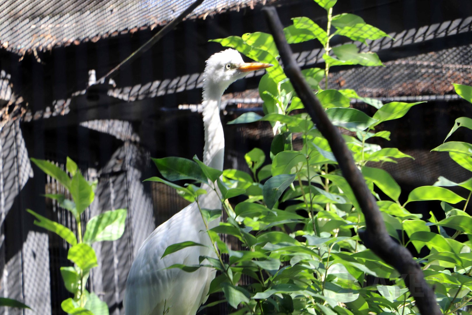 Intermediate egret, October 2017