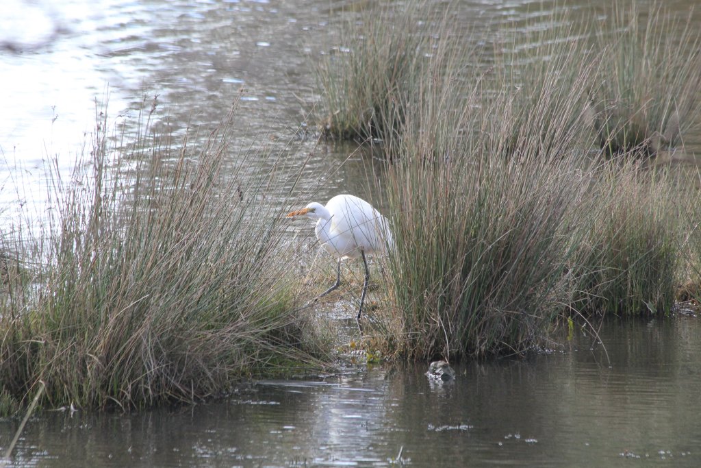 Intermediate Egret