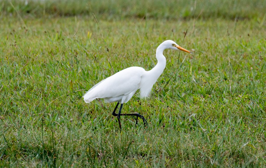 Intermediate Egret