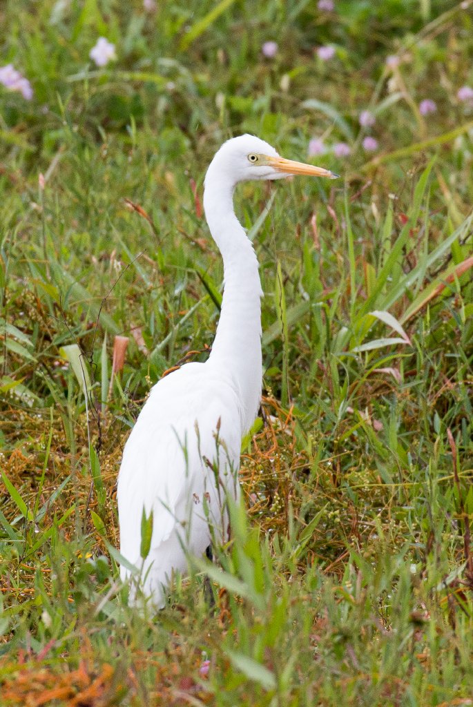Intermediate Egret