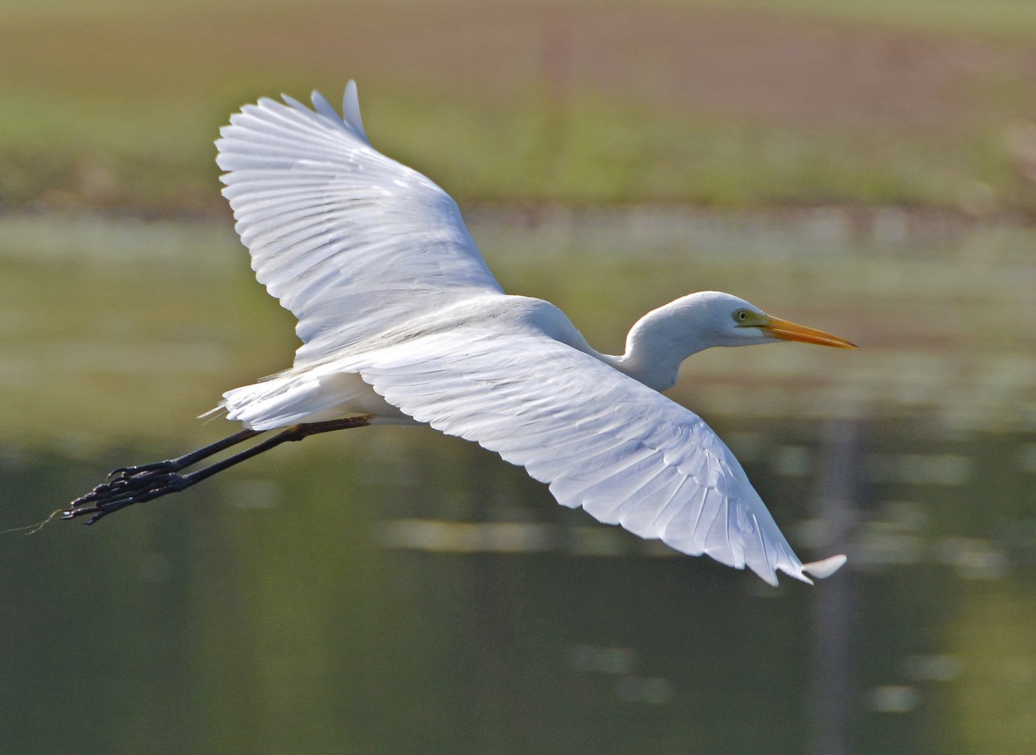 Intermediate egret