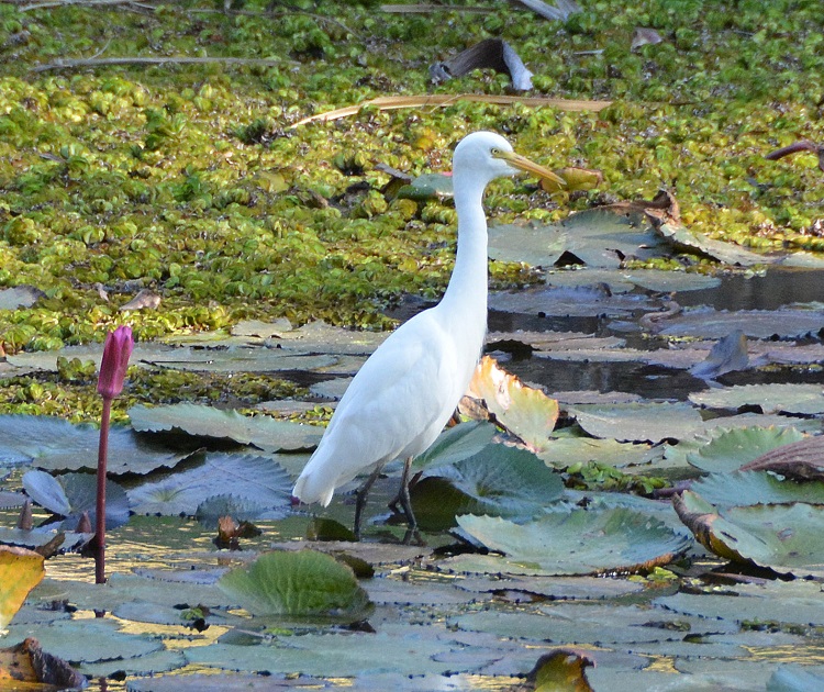 Intermediate egret