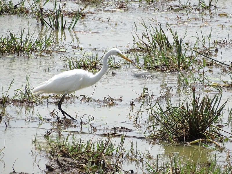 Intermediate egret