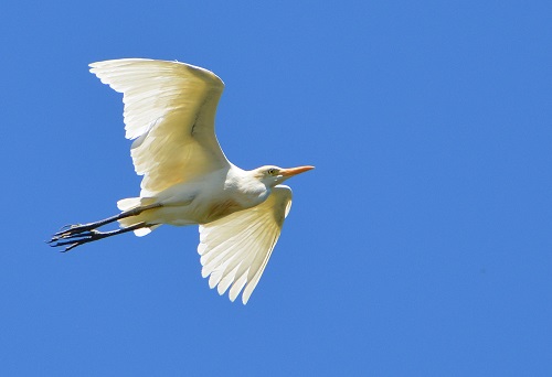 Intermediate egret.