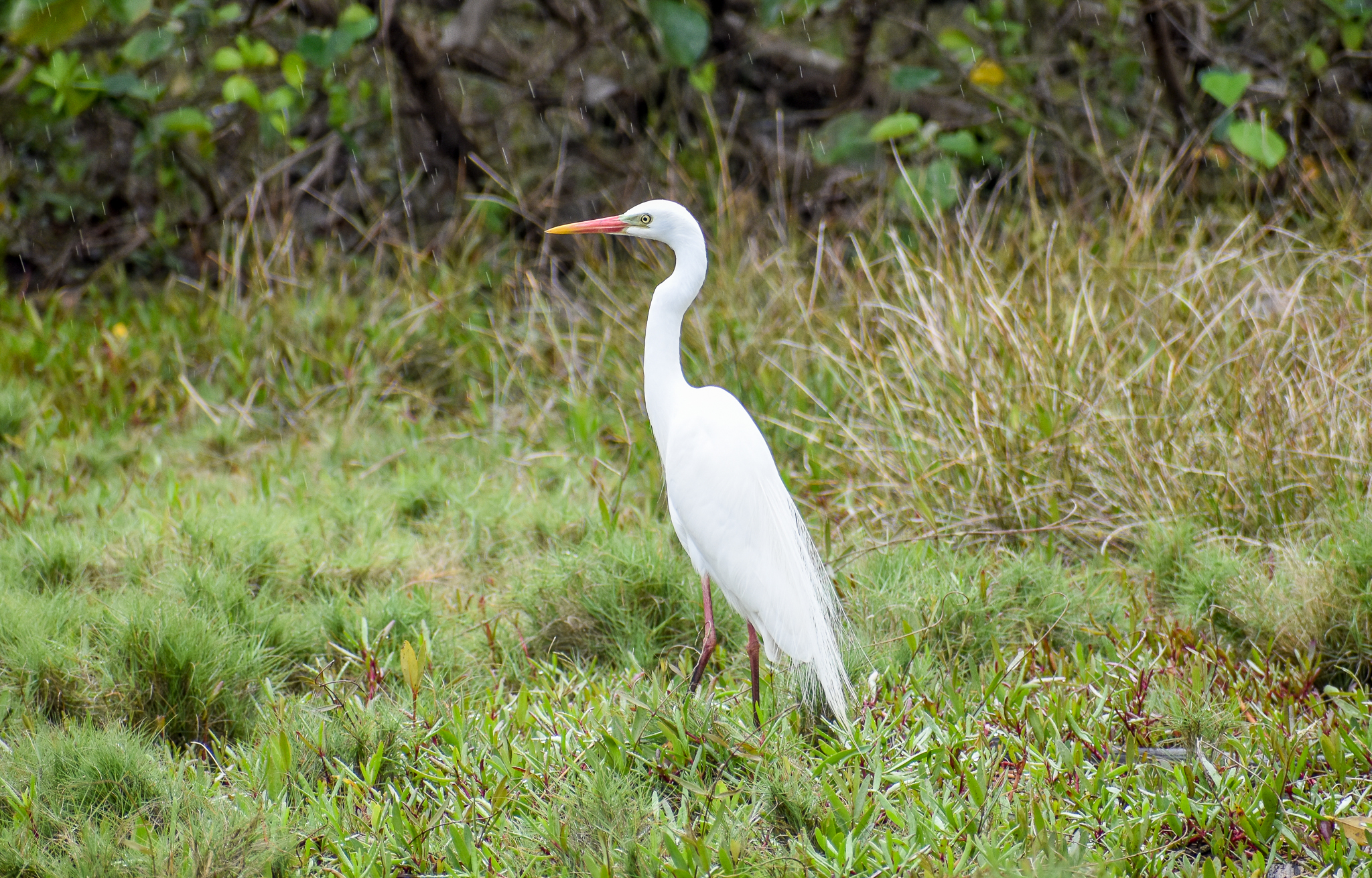 Intermediate Egret