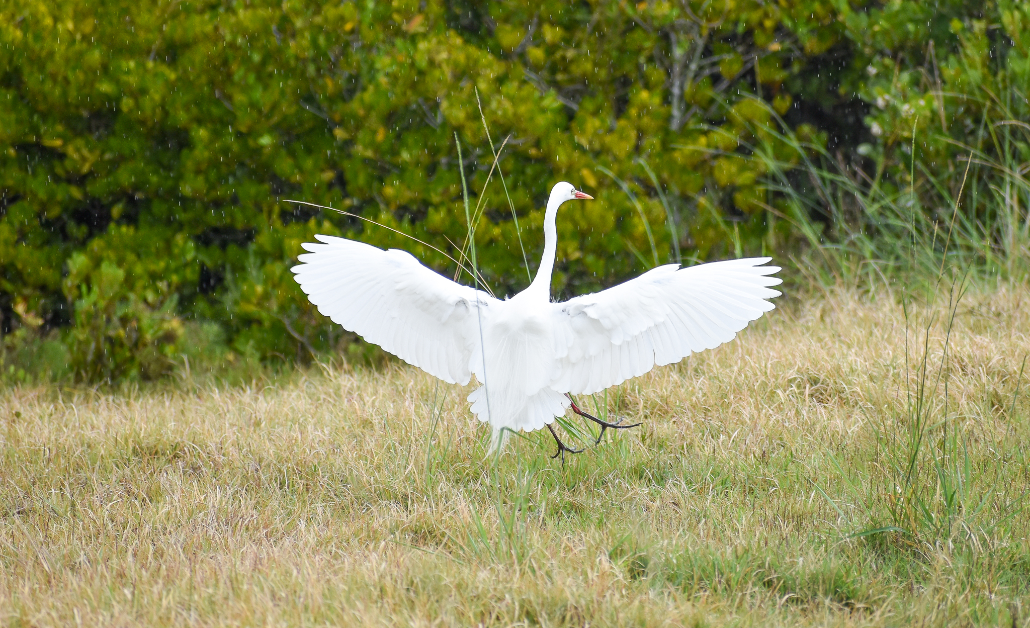Intermediate Egret