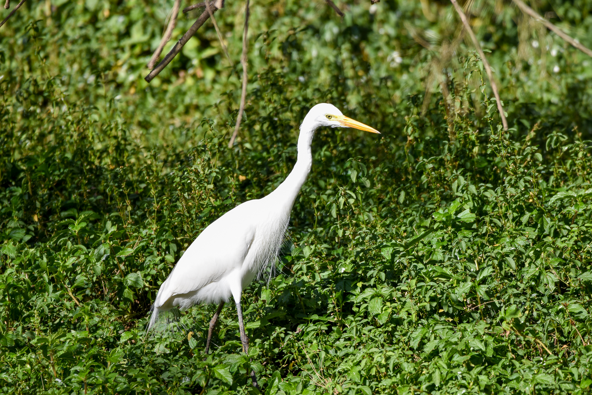 Intermediate Egret