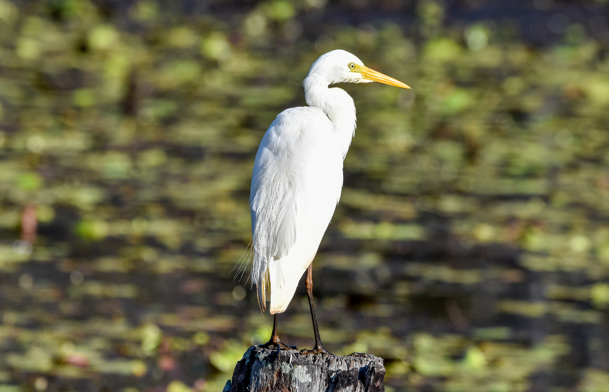 Intermediate Egret