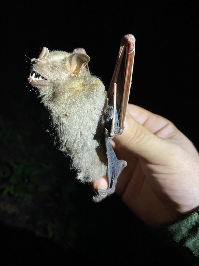 Intermediate Fruit-eating Bat (Artibeus intermedius)