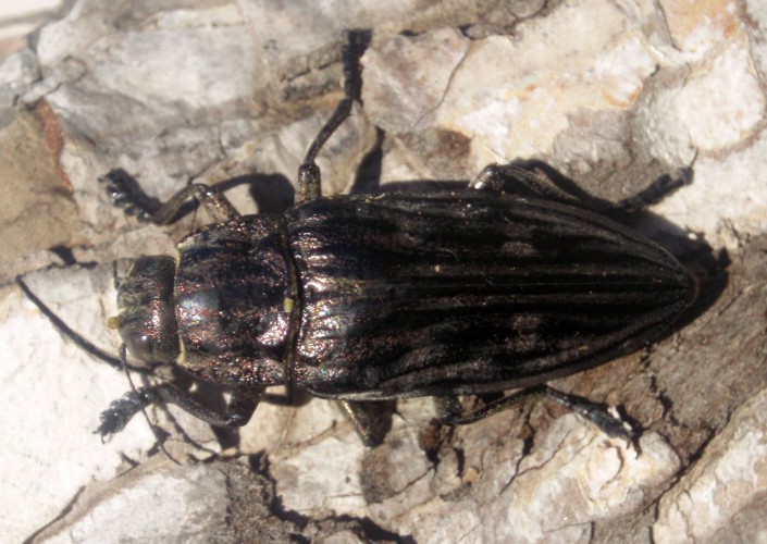 Intermediate Pine Borer (Chalcophora intermedia)