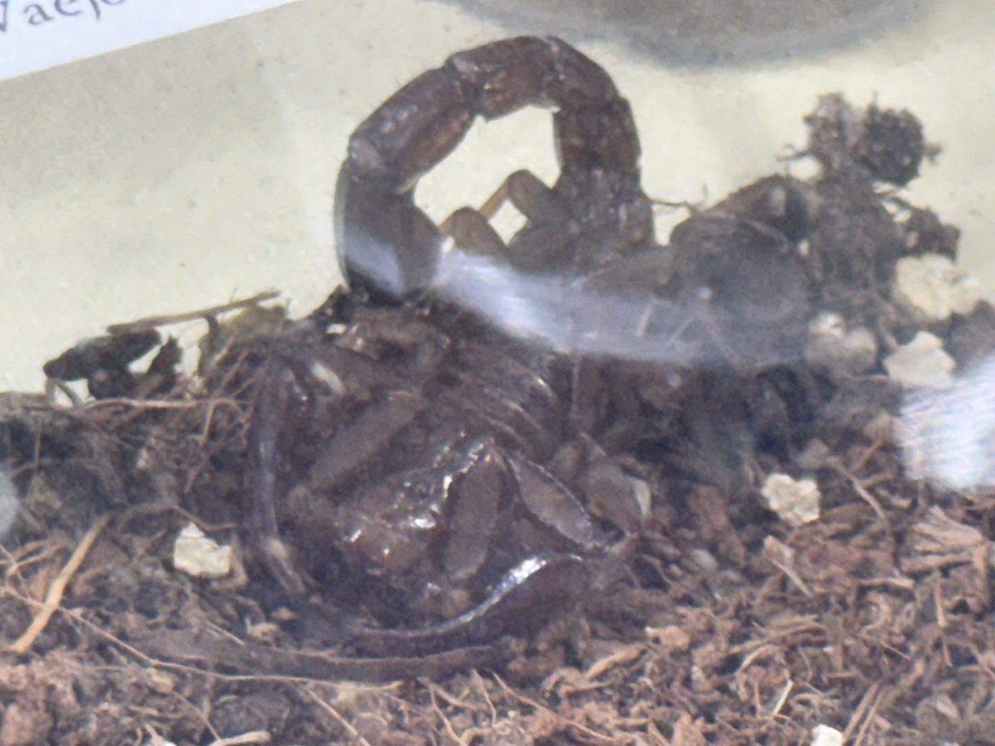 Intermediate scorpion