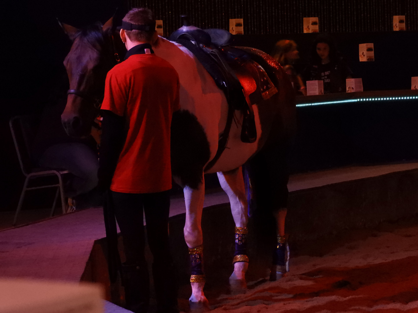 Intern with Domestic Horse (Equus ferus caballus)
