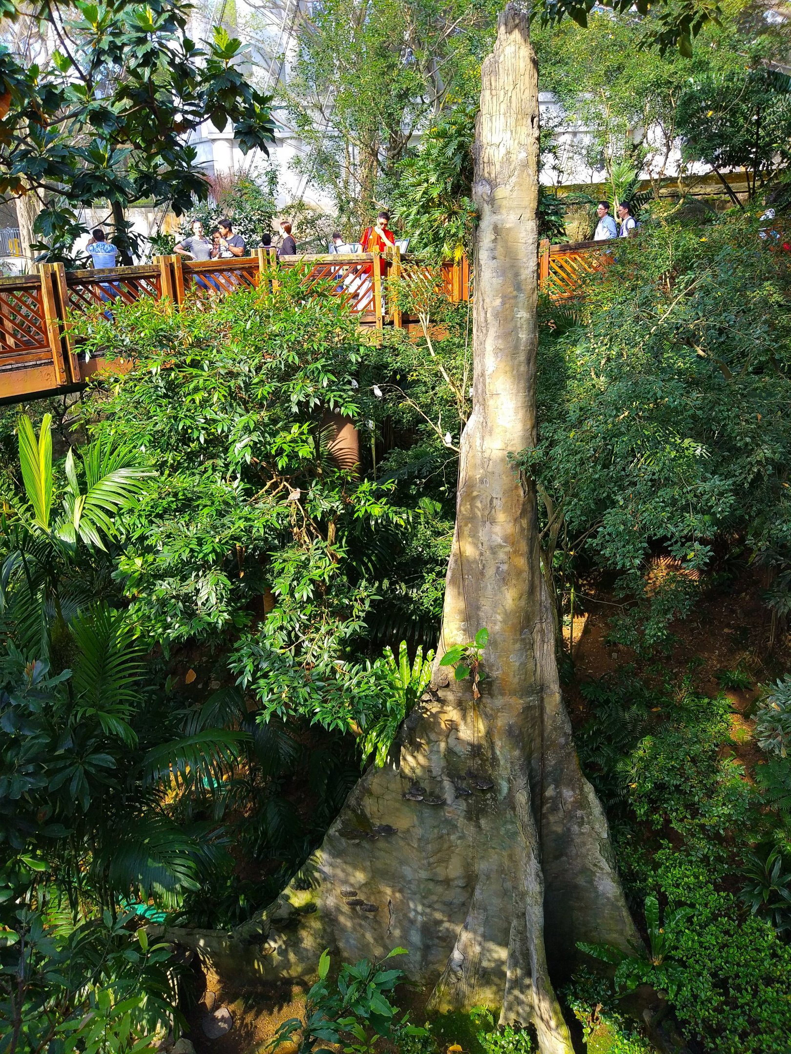 Internal tree - trunk