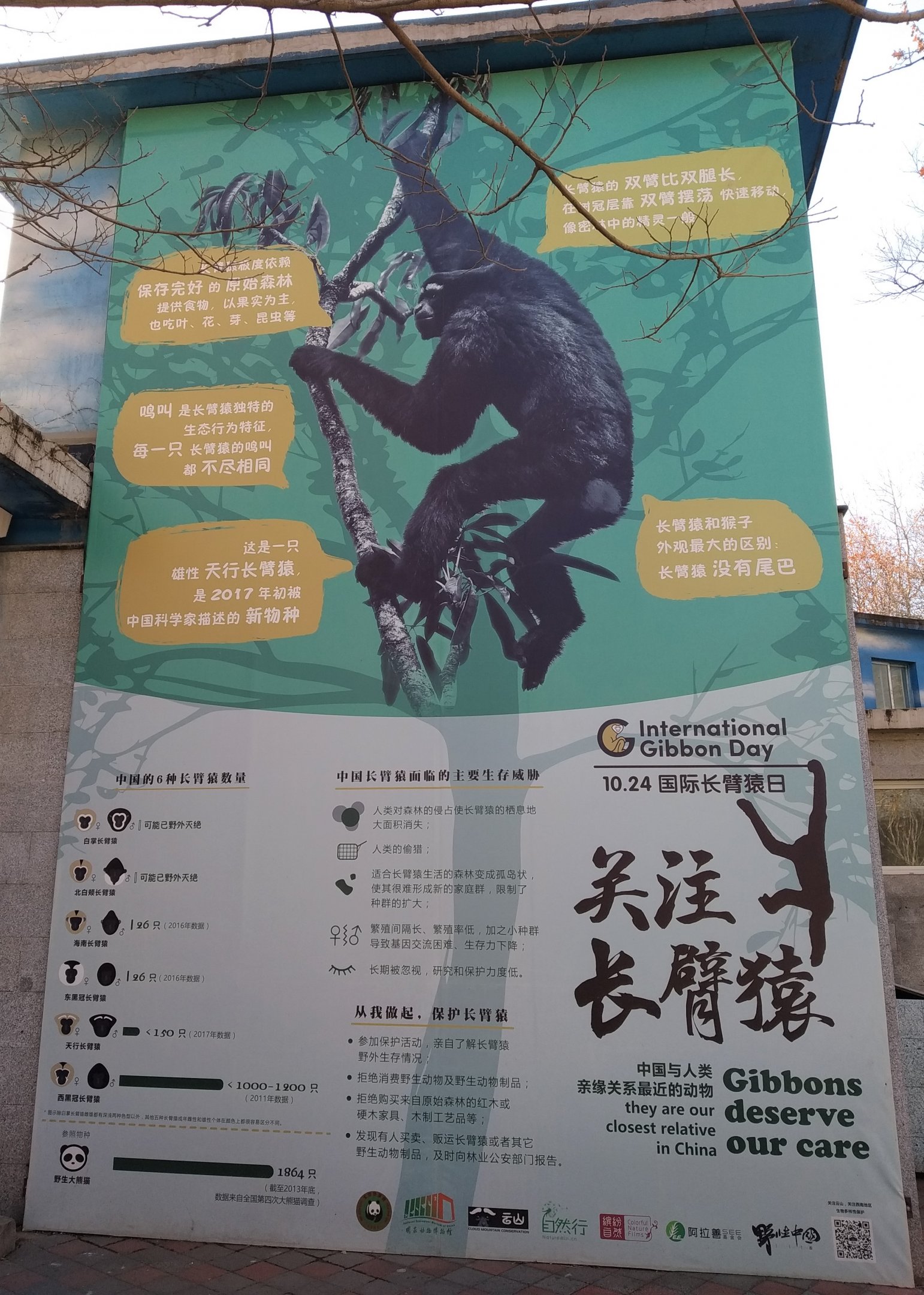 International Gibbon Day Signage