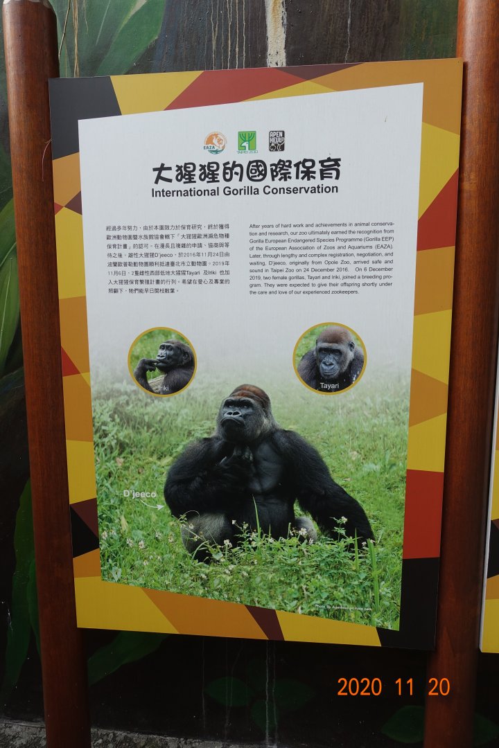 International Gorilla Conservation
