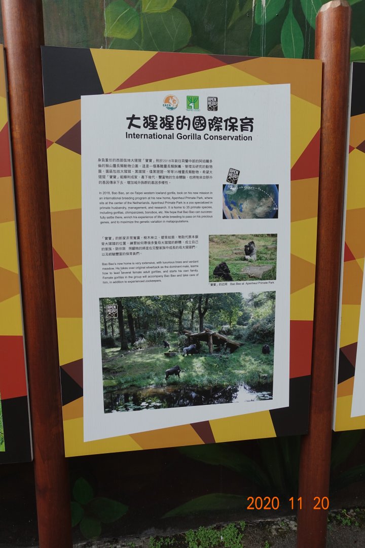 International Gorilla Conservation