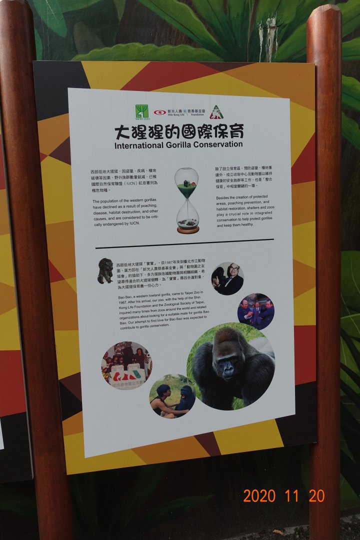 International Gorilla Conservation