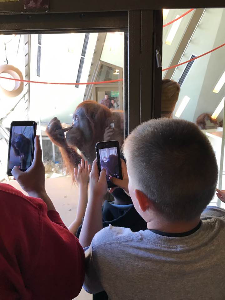 International Orangutan Center