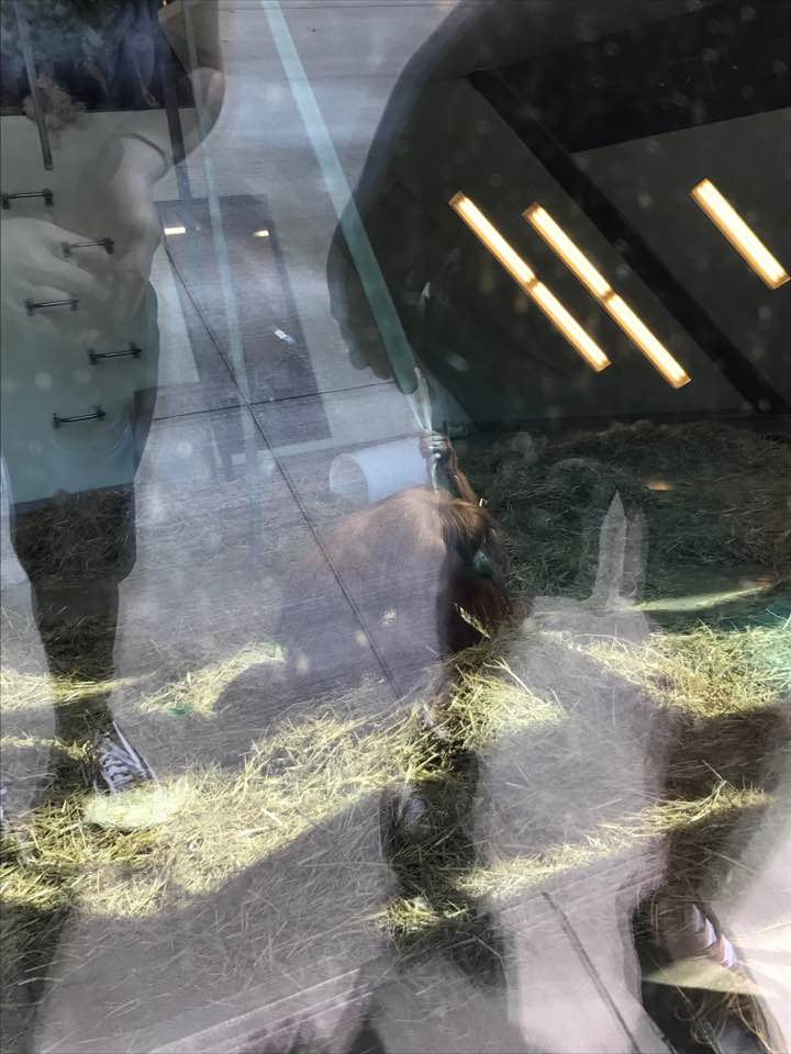 International Orangutan Center