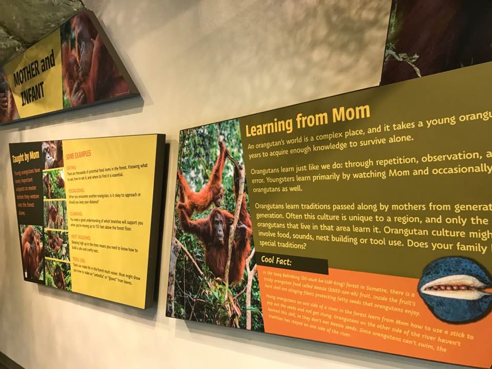 International Orangutan Center