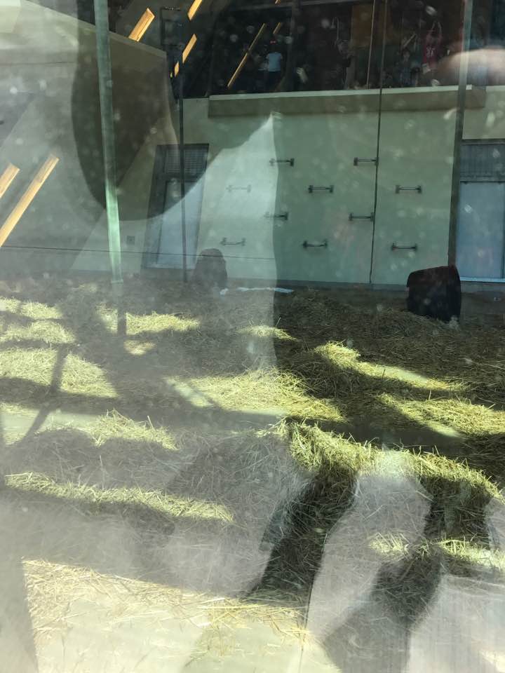 International Orangutan Center