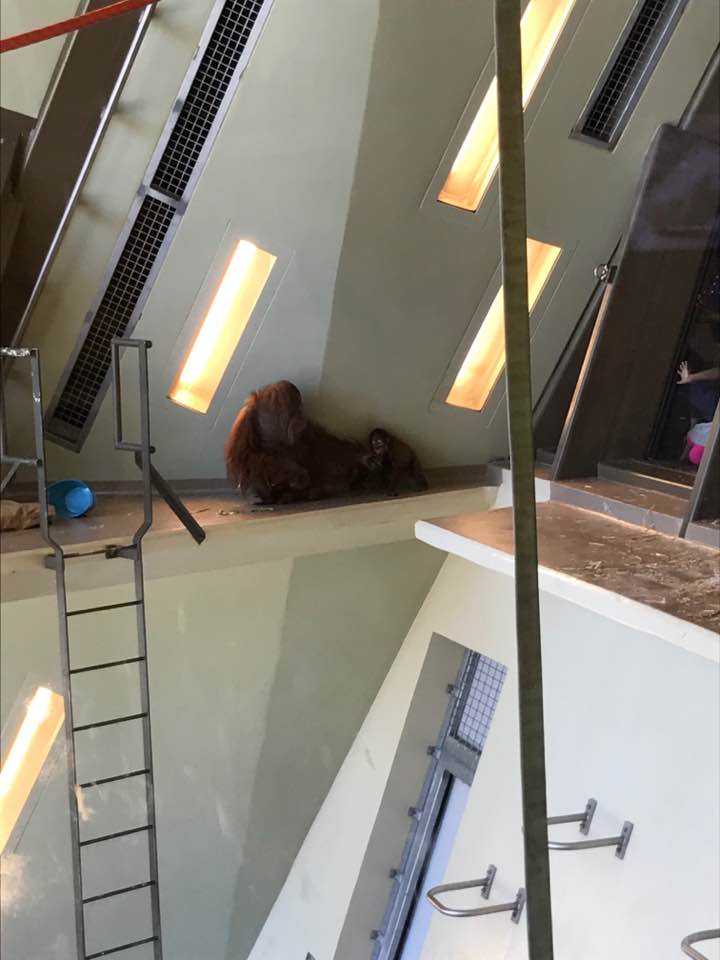 International Orangutan Center